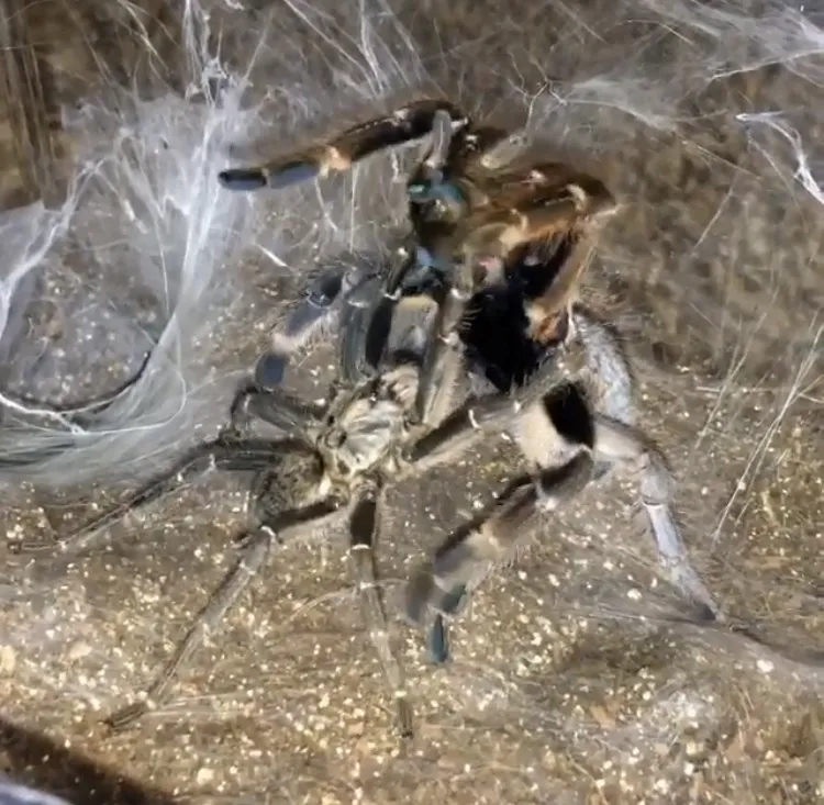 19717 darlingi tarantula feeding