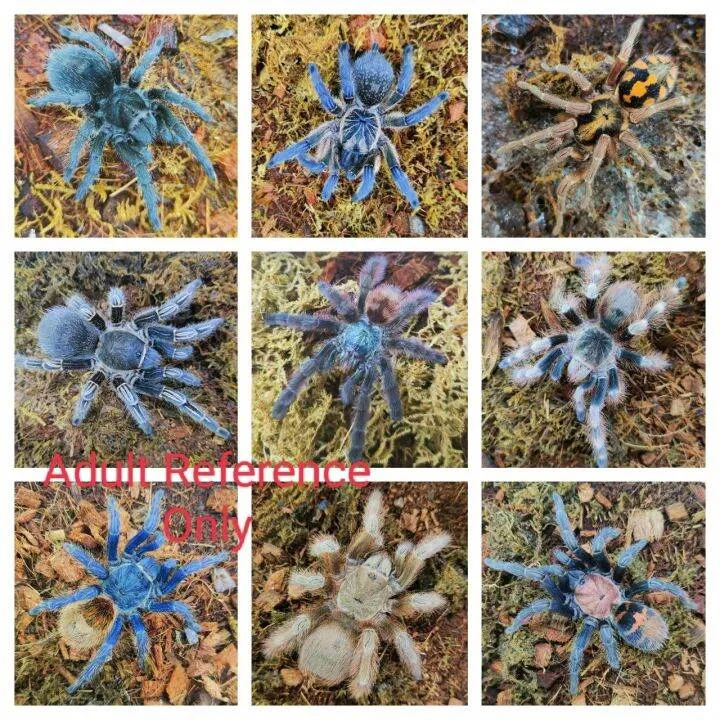 19717 darlingi tarantula handling