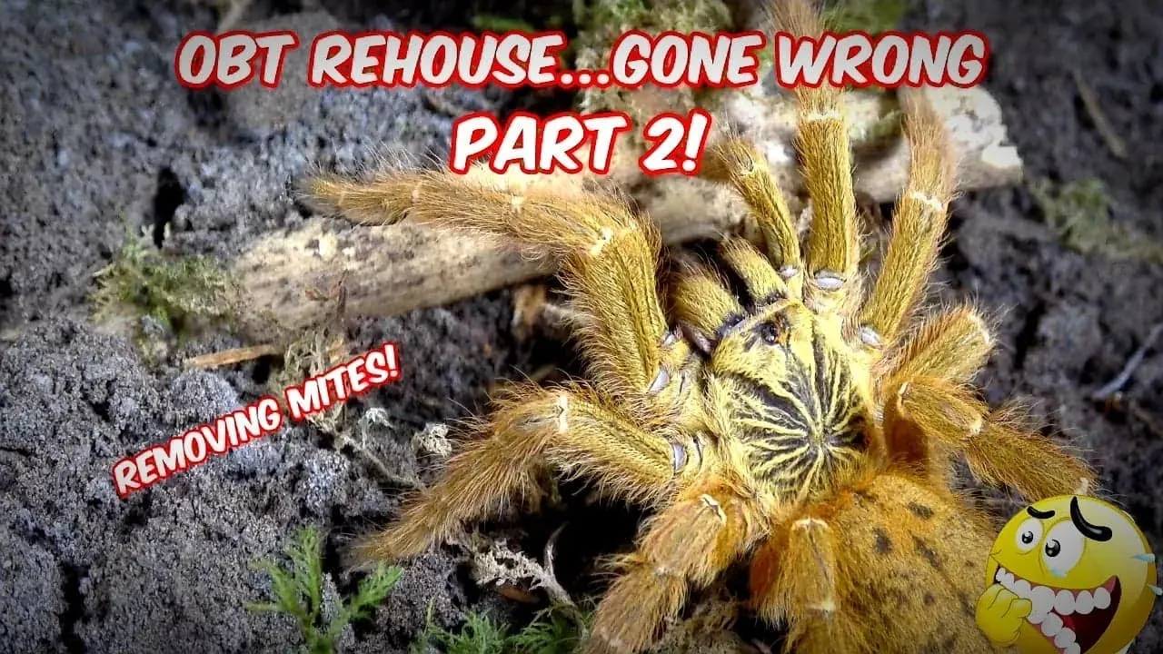 19718 cleaning tarantula enclosure