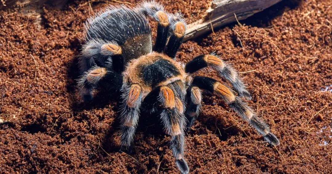 19718 new tarantula in quarantine