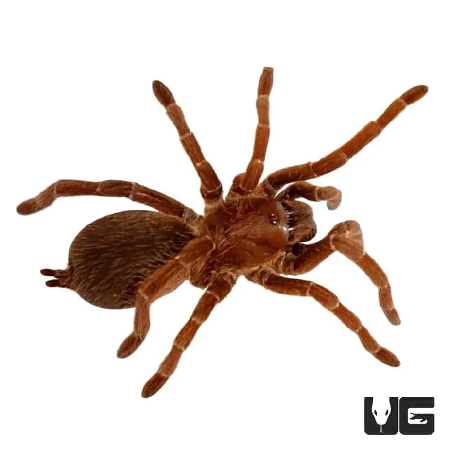 19719 king baboon tarantula male female