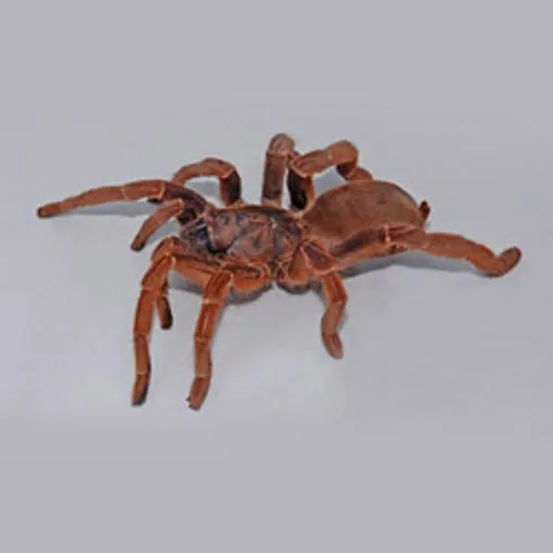 19719 king baboon tarantula measuring