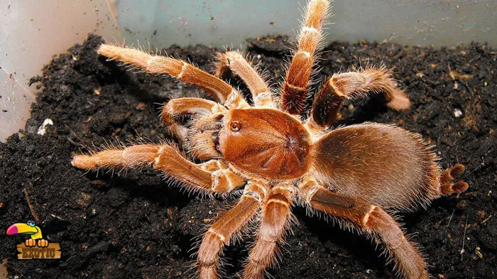 /img/19719-king-baboon-tarantula-molting.webp