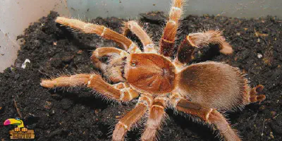 /img/19719-king-baboon-tarantula-molting.webp