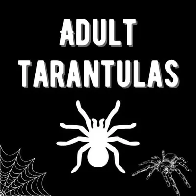 19721 tarantula for sale south africa breeders