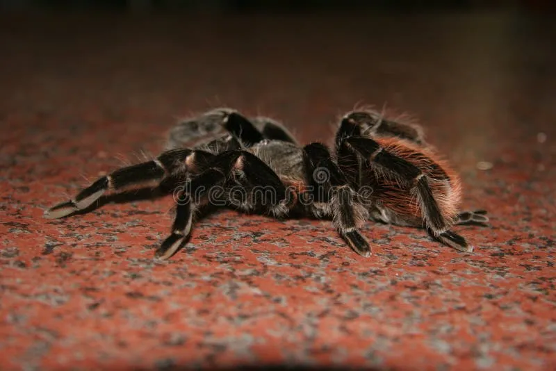 19721 tarantula for sale south africa cost