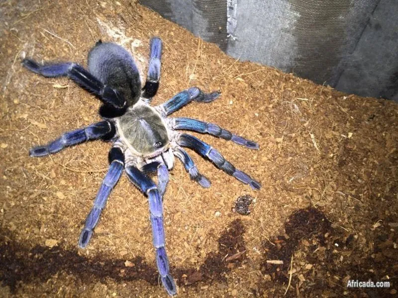 19721 tarantula for sale south africa enclosure