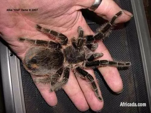 19721 tarantula for sale south africa feeding