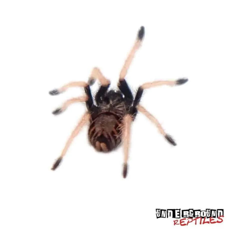 19722 substrate options gb blue