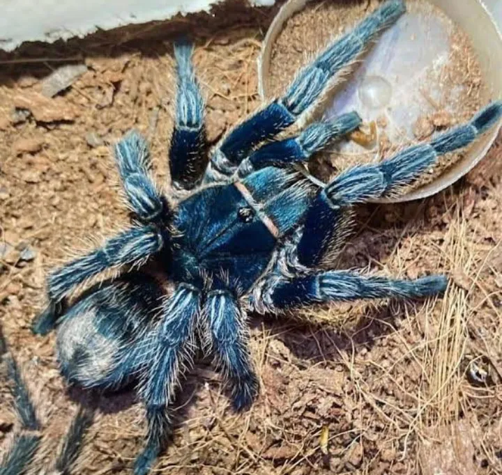 19725 tarantula enclosure