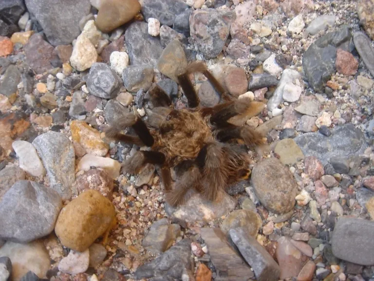 /img/19725-tarantula-molting.webp