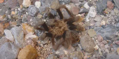 /img/19725-tarantula-molting.webp