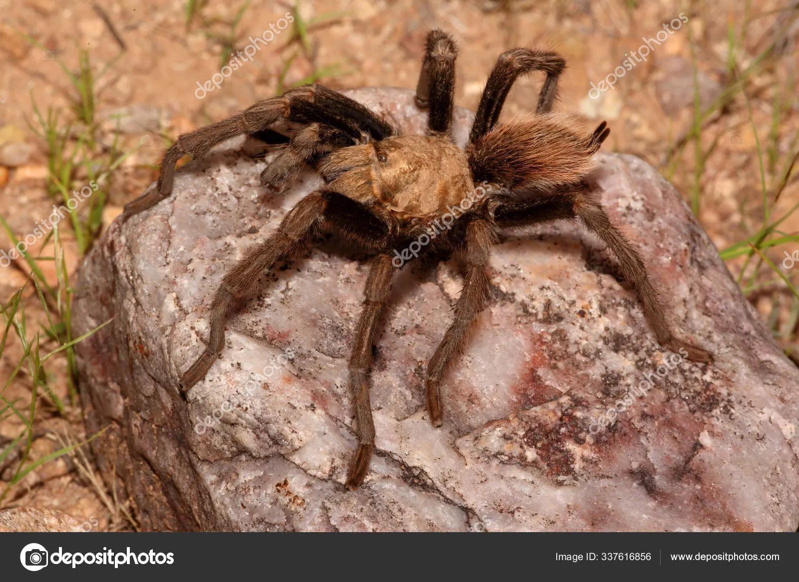 19726 desert blonde tarantula feeding