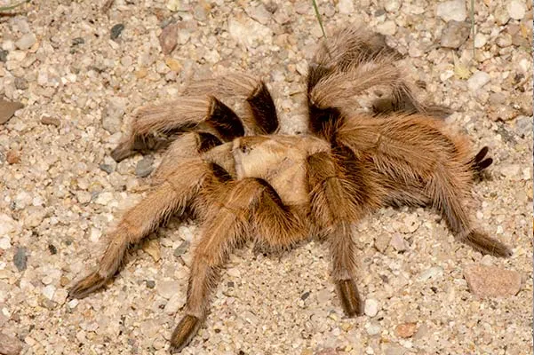 19726 desert blonde tarantula male vs female