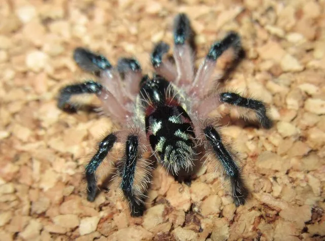 19727 typhochlaena seladonia close up