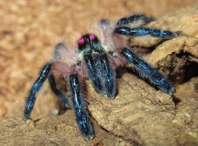 19727 typhochlaena seladonia mating