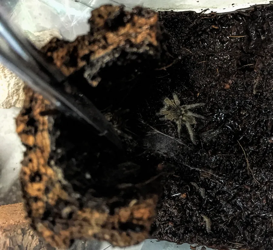 19728 tarantula cage decor