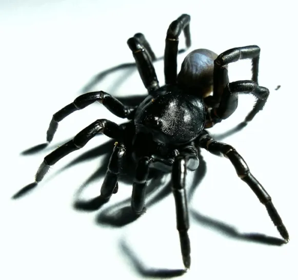 19729 tarantula like spider life