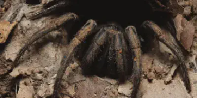 /img/19729-tarantula-like-spider-true-tarantula.webp
