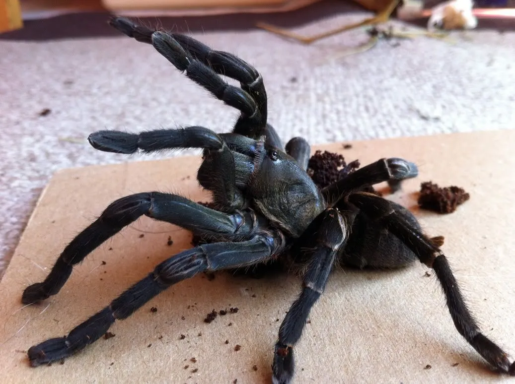 19729 tarantula like spider venom