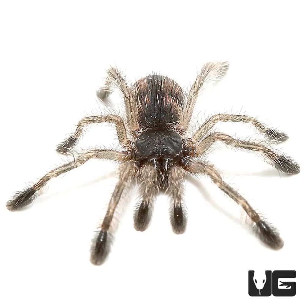 19731 blue brazilian tarantula coloration