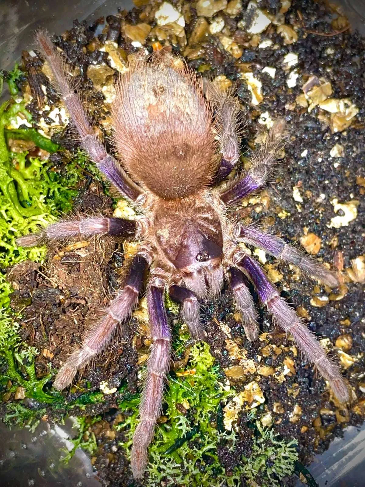 /img/19731-blue-brazilian-tarantula-conservation.webp