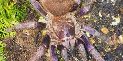 /img/19731-blue-brazilian-tarantula-conservation.webp