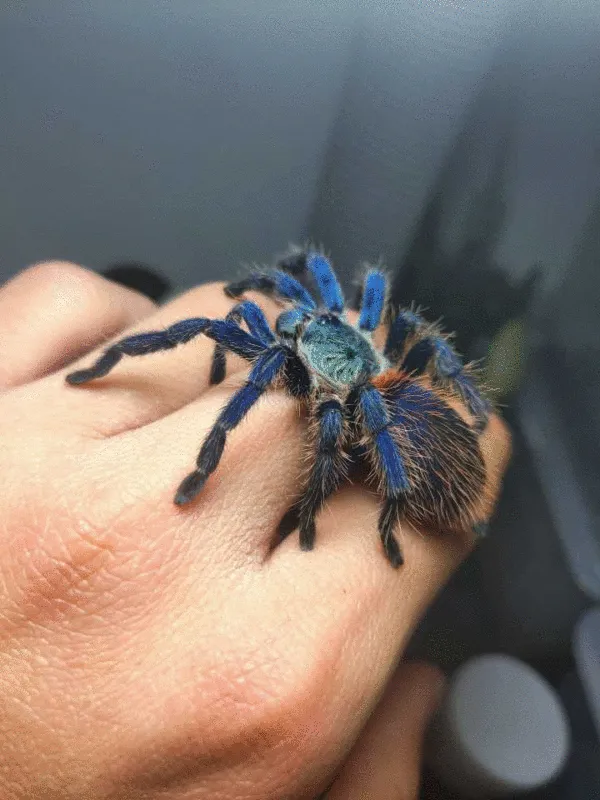 19731 blue brazilian tarantula feeding