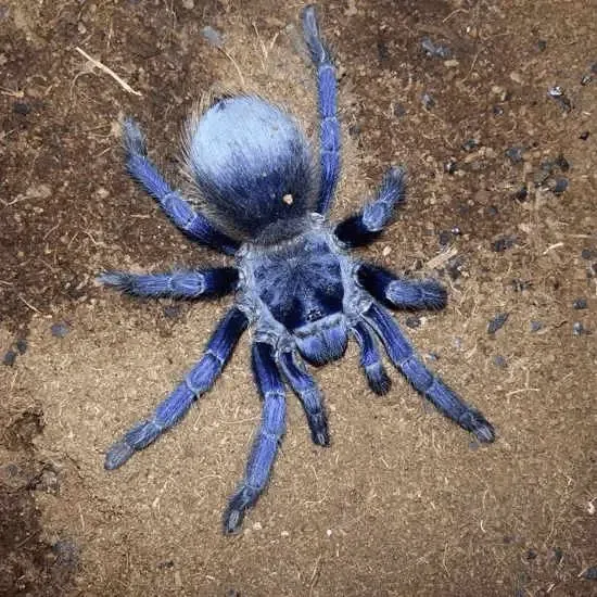 19731 blue brazilian tarantula handling