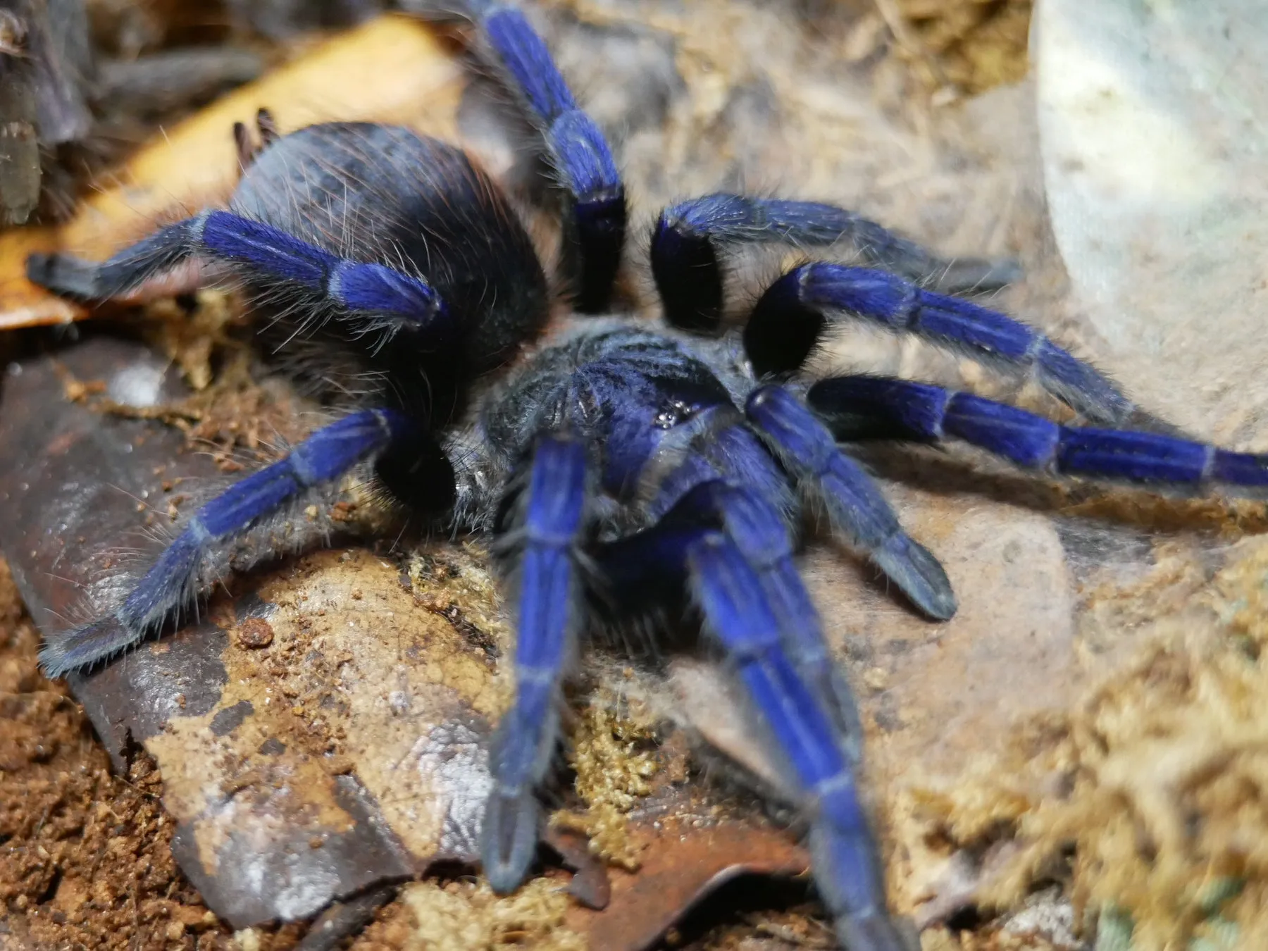 19731 blue brazilian tarantula lifespan