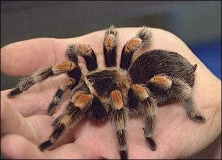 /img/19732-arizona-blonde-tarantula.webp