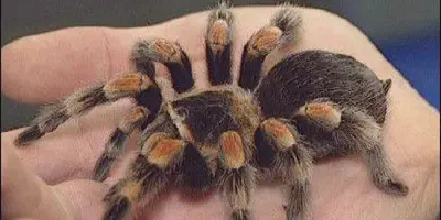 /img/19732-arizona-blonde-tarantula.webp