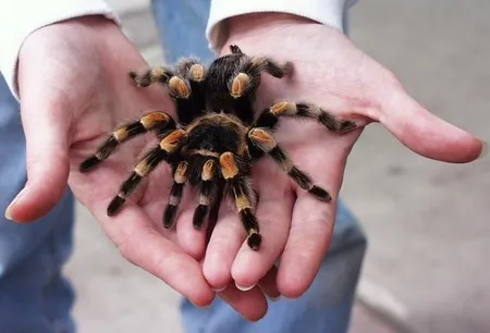 19732 mexican red knee tarantula