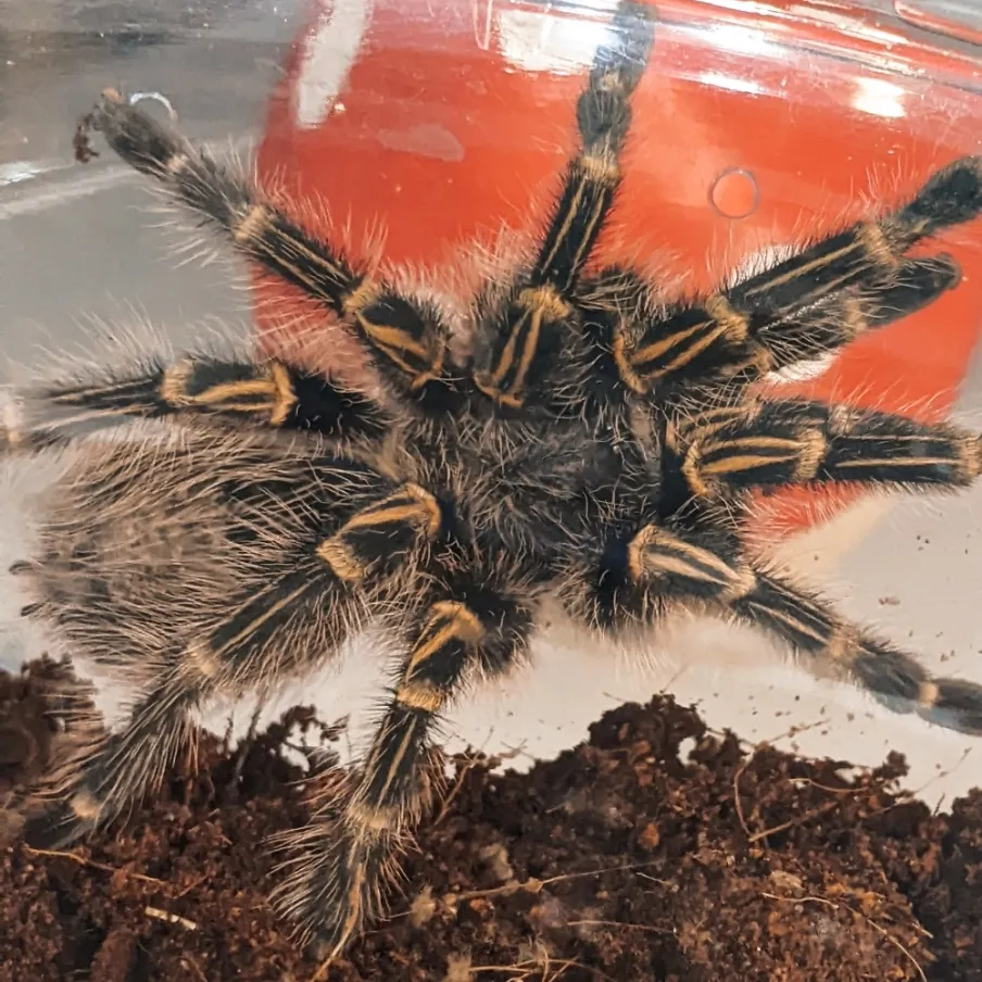 19733 golden knee tarantula habitat