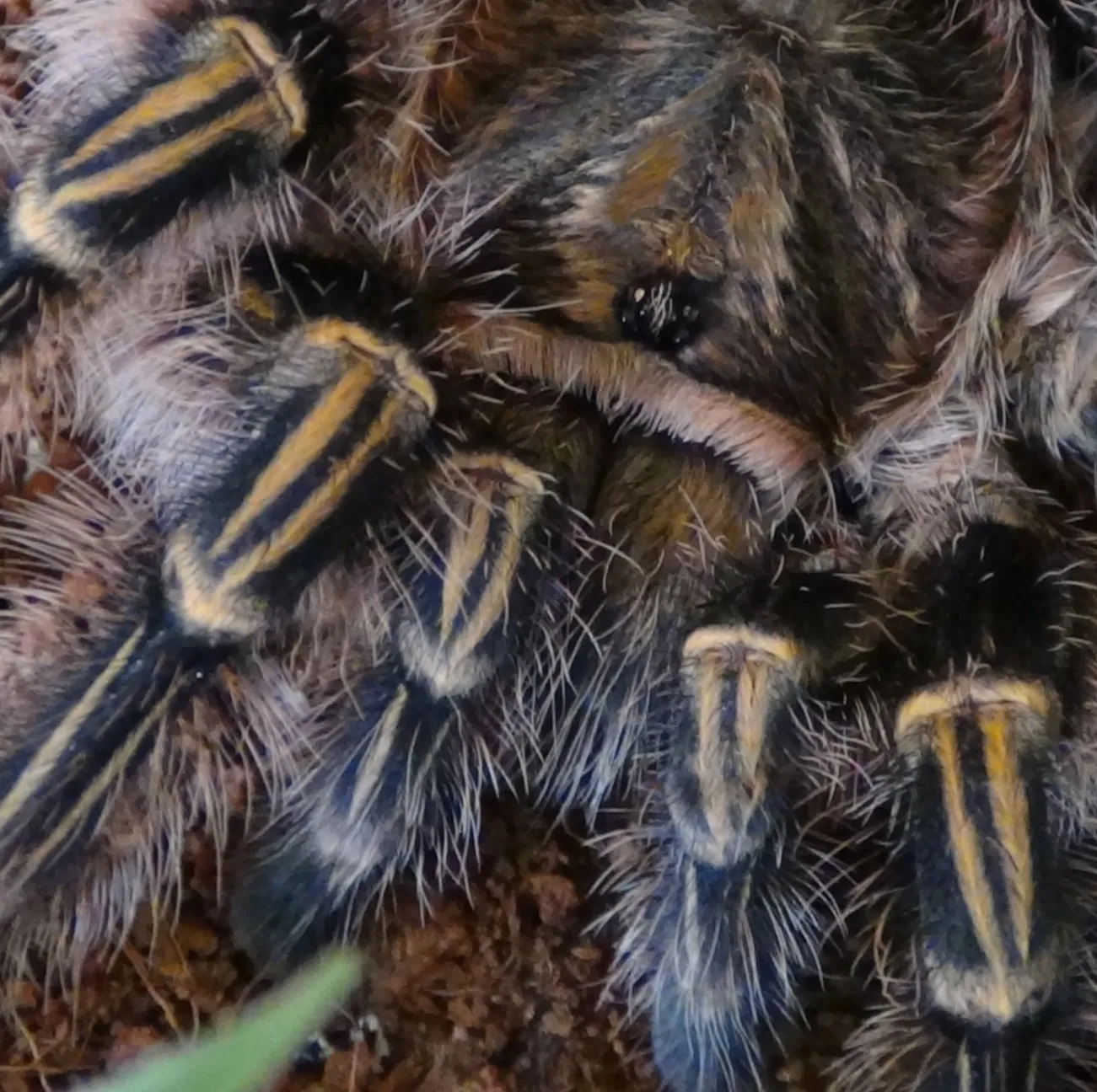 19733 golden knee tarantula handling