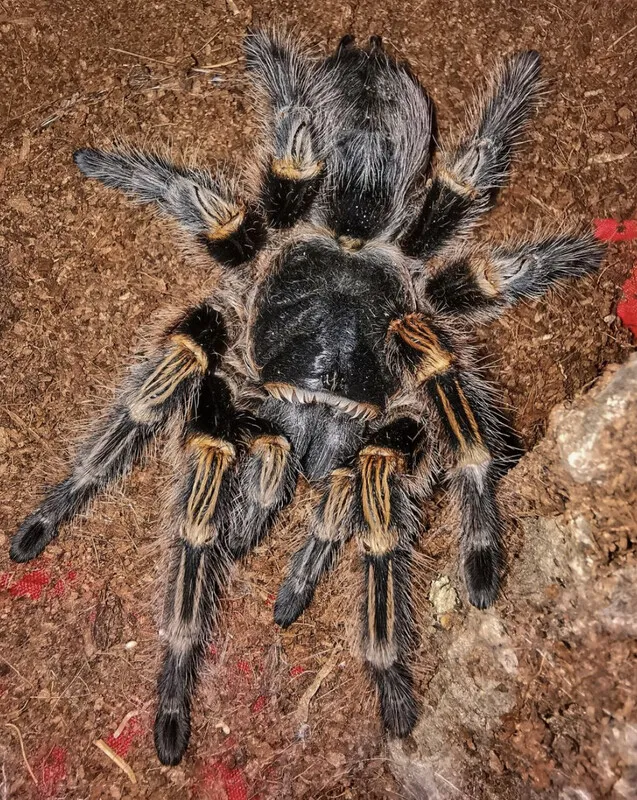 19733 golden knee tarantula substrate