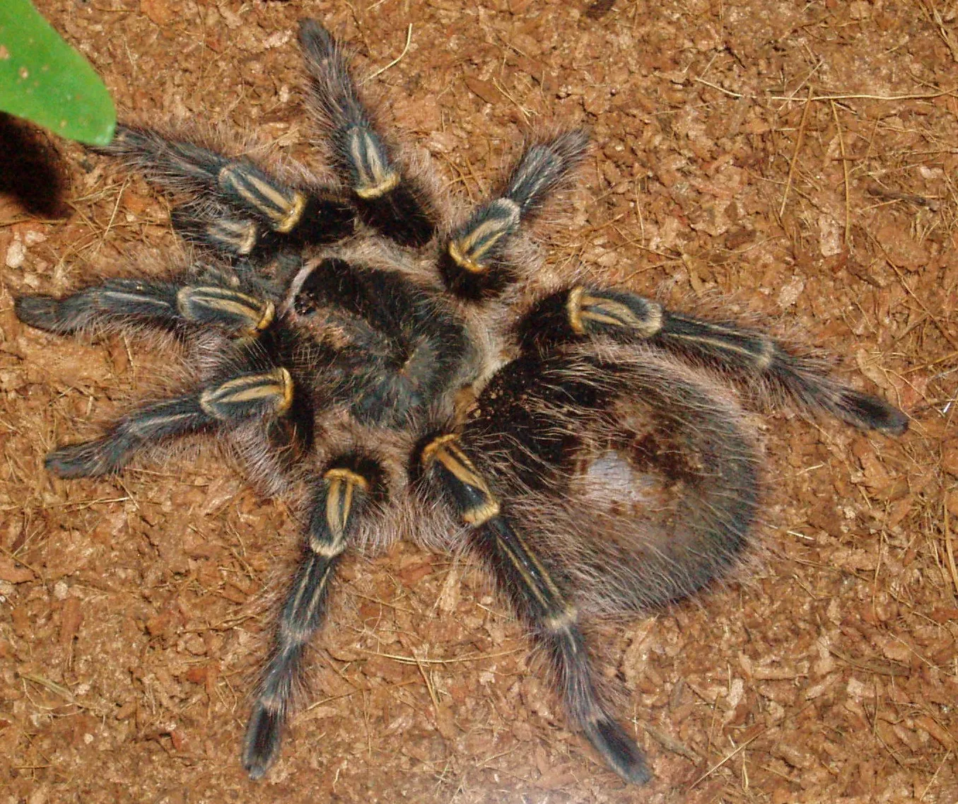 19733 golden knee tarantula water