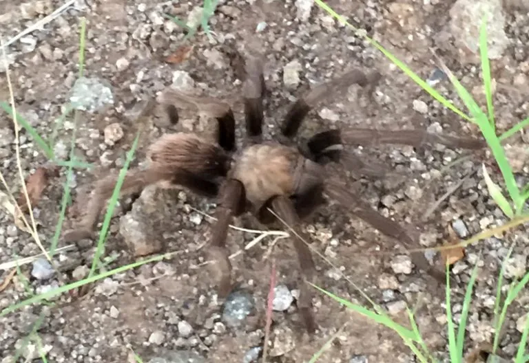 19735 male tarantula hooks