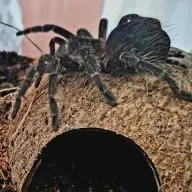 19735 male tarantula pedipalps