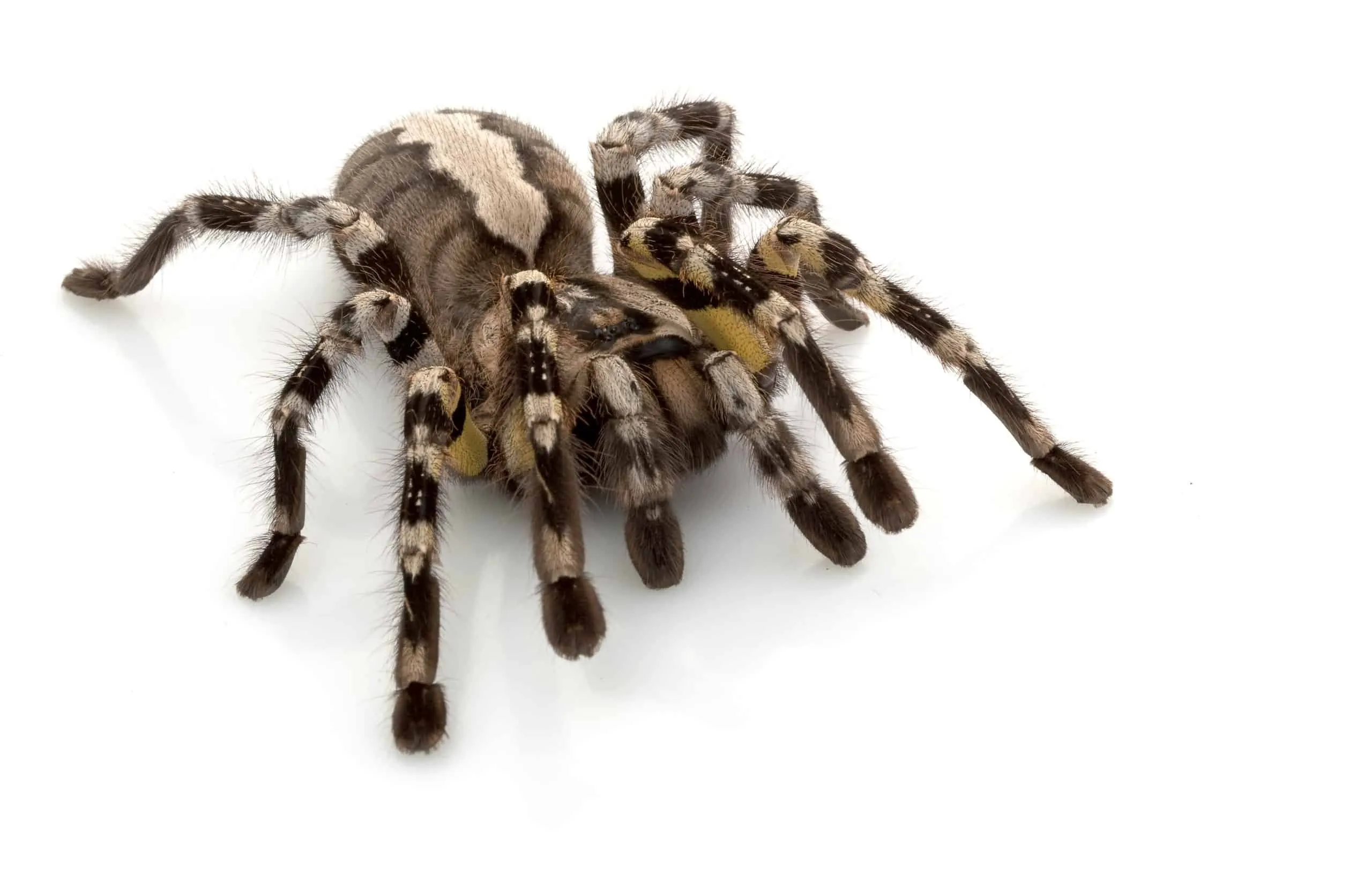 /img/19735-tarantula-behavior.webp