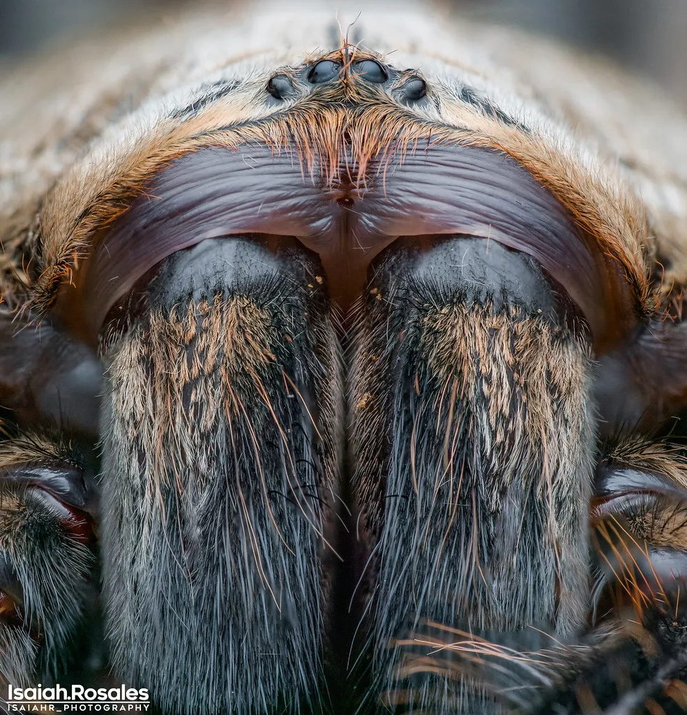 19737 aquatic tarantula feeding