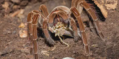 /img/19737-aquatic-tarantula-prey.webp