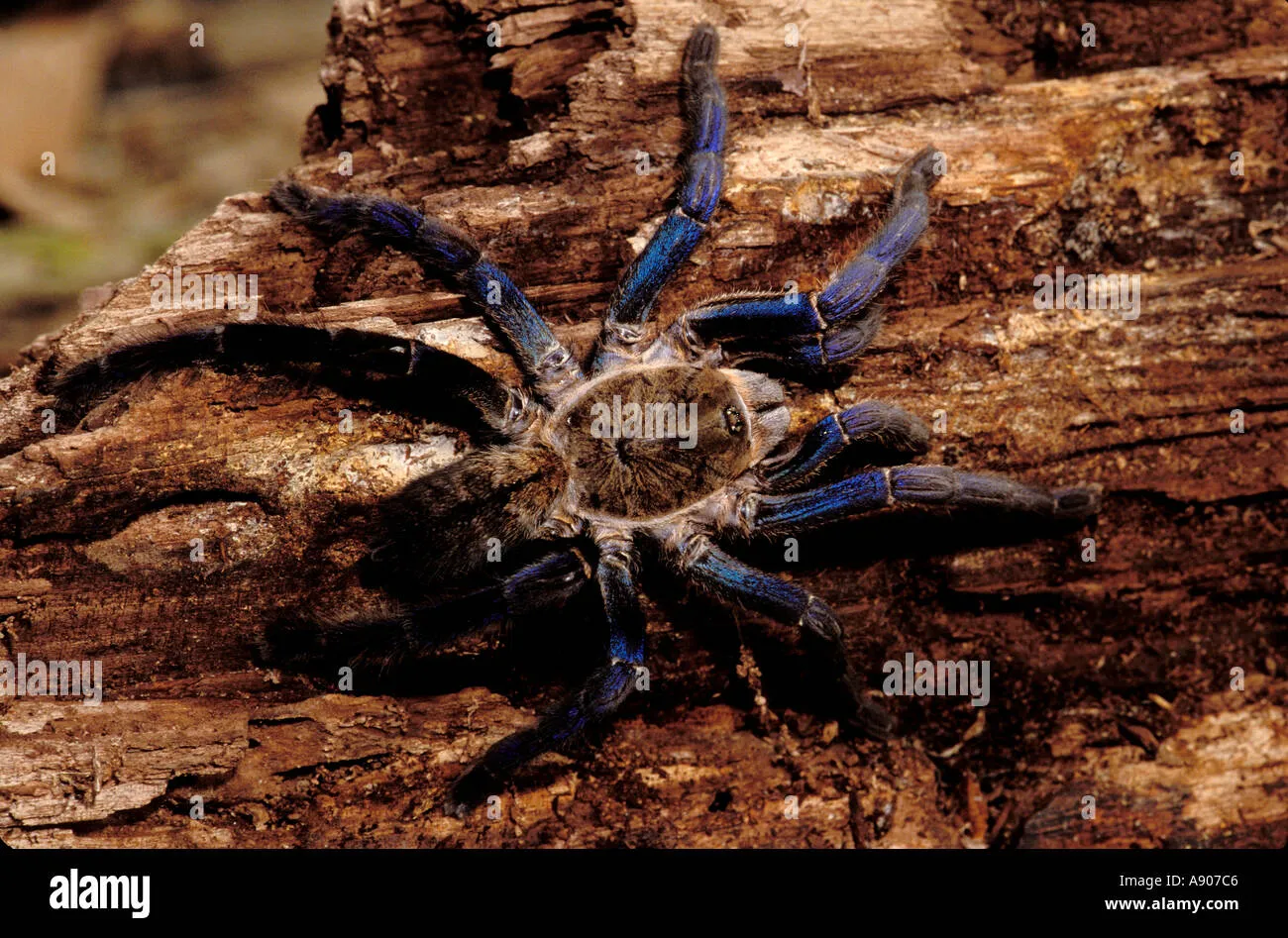 /img/19738-cobalt-blue-tarantula-safe-viewing.webp