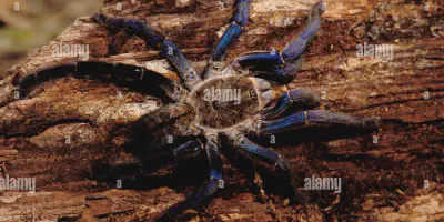 /img/19738-cobalt-blue-tarantula-safe-viewing.webp