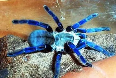 19739 cobalt blue tarantula appearance