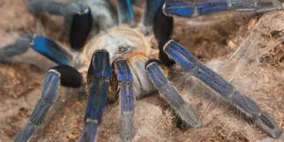 /img/19739-cobalt-blue-tarantula-handling.webp