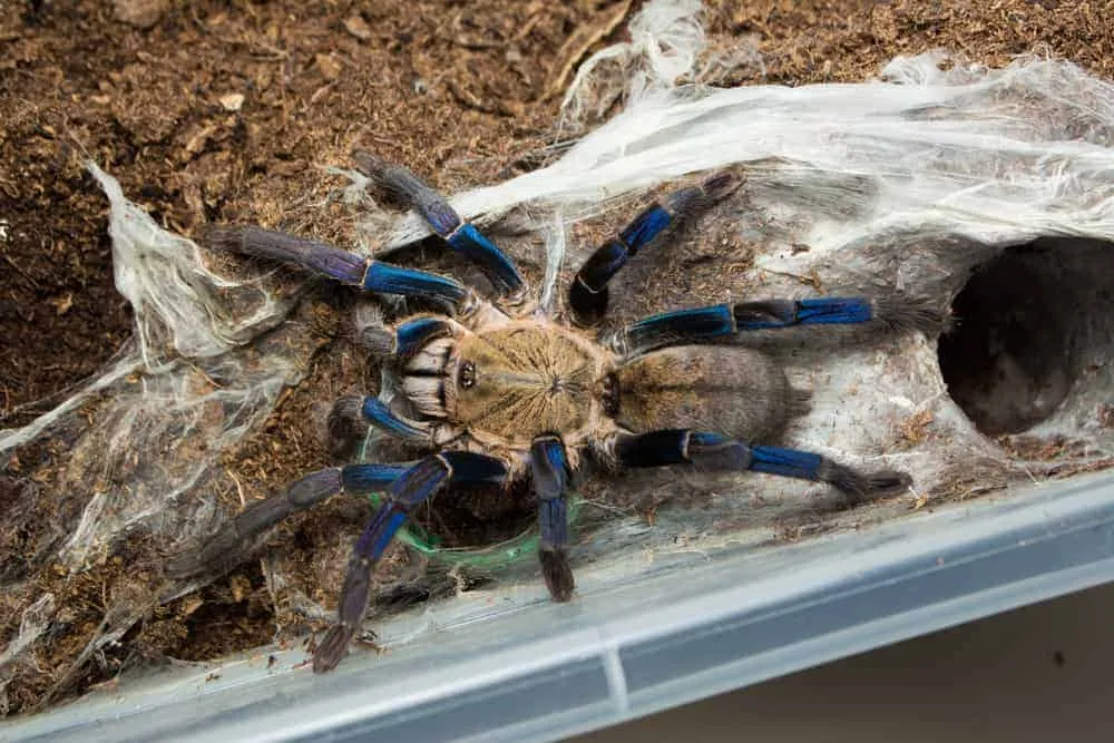 19739 cobalt blue tarantula lifespan