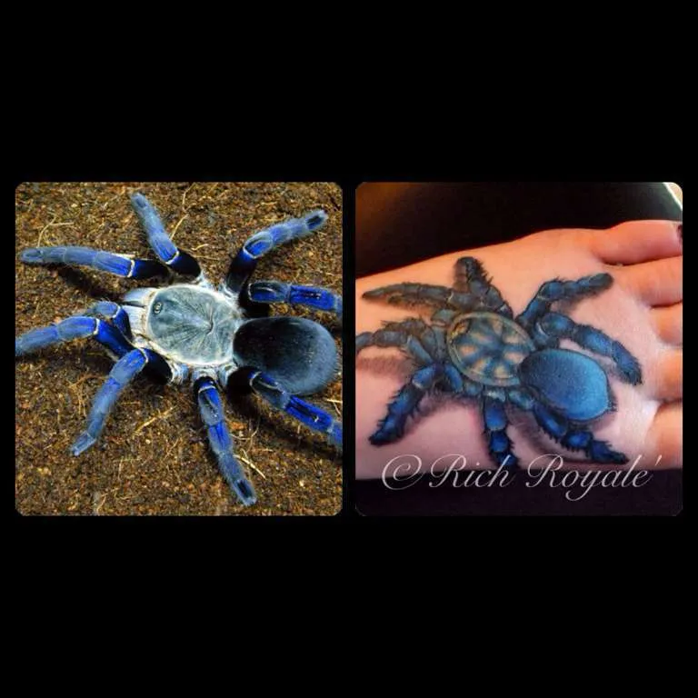 19739 cobalt blue tarantula molting