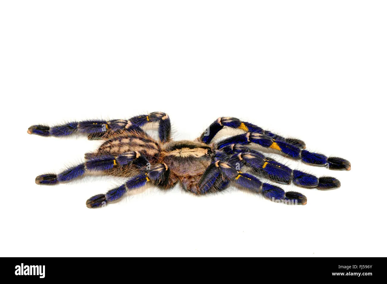 /img/19741-tarantula-enclosure.webp