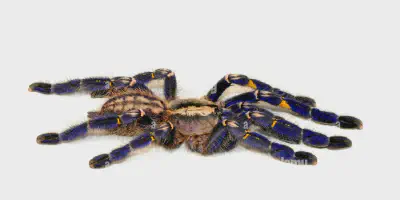 /img/19741-tarantula-enclosure.webp
